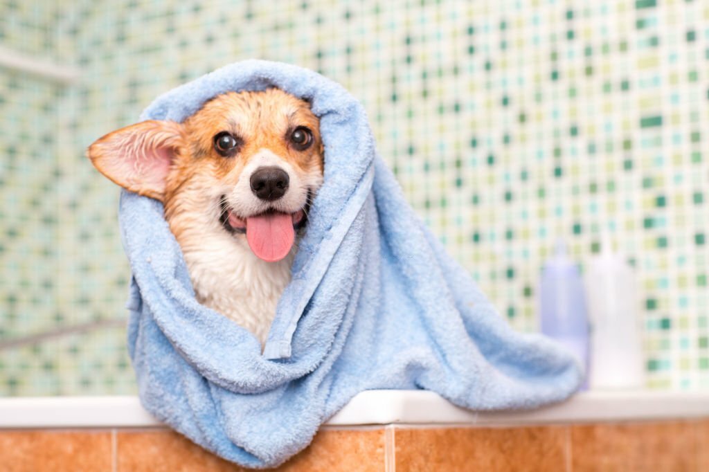 Dog Shampoos